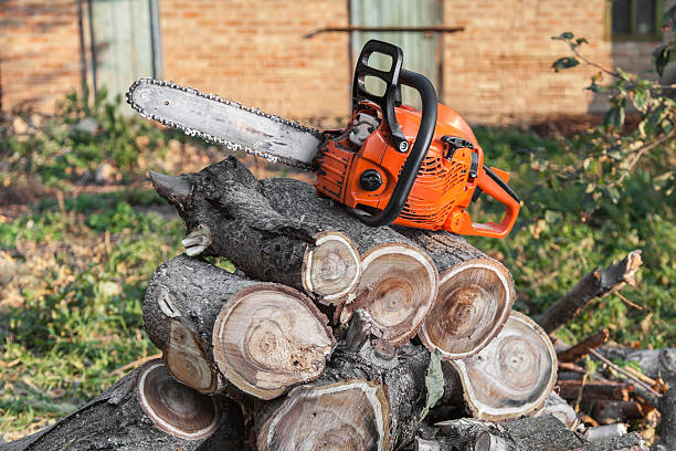 Trusted Montrose, MN Tree Service Experts